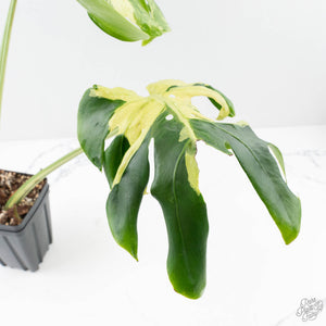 Monstera Deliciosa 'Masterpiece' (wk28-UB)