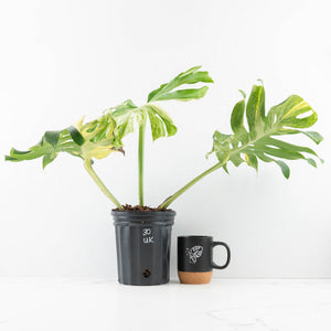 Monstera Deliciosa 'Masterpiece' (wk30-UK)