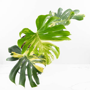 Monstera Deliciosa 'Masterpiece' (wk30-UK)