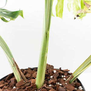 Monstera Deliciosa 'Masterpiece' (wk30-UK)