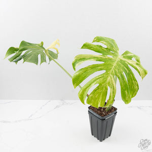 Monstera Deliciosa 'Masterpiece' (wk40-U13)