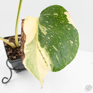 Monstera Deliciosa 'Medusa' (wk17-UU)
