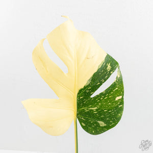 Monstera Deliciosa 'Medusa' (wk17-UU)