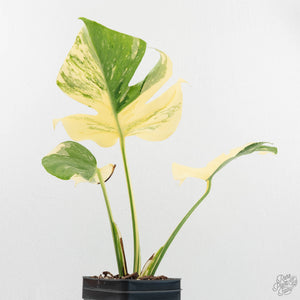 Monstera Deliciosa 'Medusa' (wk17-UU)
