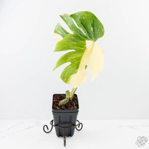 Monstera Deliciosa 'Medusa' (wk23-UE)