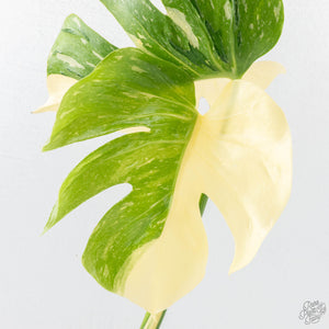 Monstera Deliciosa 'Medusa' (wk23-UE)