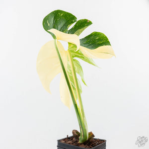 Monstera Deliciosa 'Medusa' (wk23-UE)