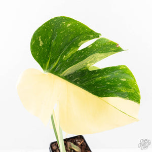 Monstera Deliciosa 'Medusa' (wk23-UE)