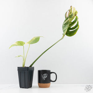 Monstera Deliciosa 'Medusa' (wk26-C)