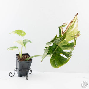 Monstera Deliciosa 'Medusa' (wk26-C)