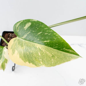 Monstera Deliciosa 'Medusa' (wk26-C)