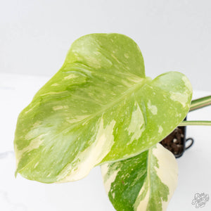 Monstera Deliciosa 'Medusa' (wk26-C)