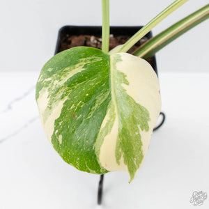 Monstera Deliciosa 'Medusa' (wk26-C)