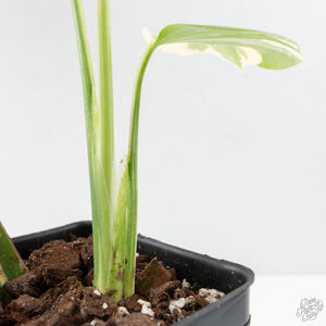 Monstera Deliciosa 'Medusa' (wk26-C)