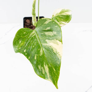 Monstera Deliciosa 'Medusa' (wk34-L39)