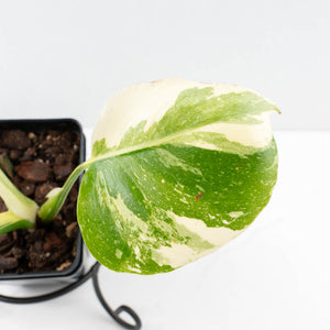 Monstera Deliciosa 'Medusa' (wk34-L39)