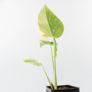 Monstera Deliciosa 'Medusa' (wk34-L39)
