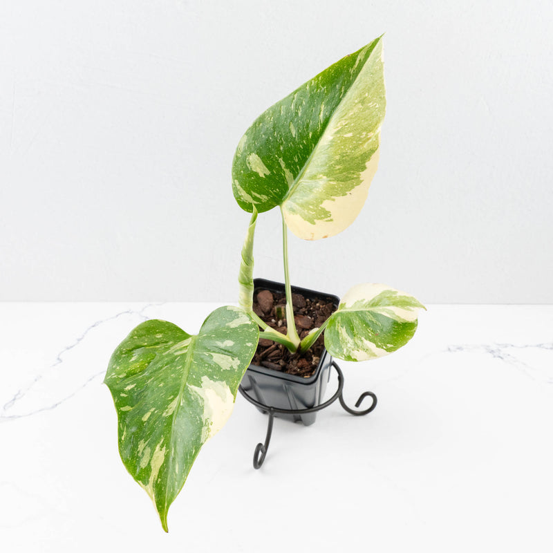 Monstera Deliciosa 'Medusa' (wk34-L39)