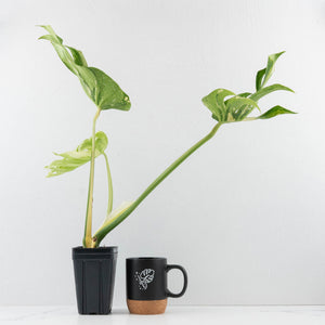 Monstera Deliciosa 'Medusa' (wk35-U118)