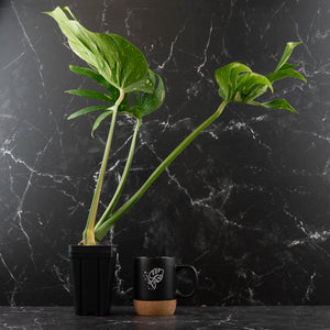 Monstera Deliciosa 'Medusa' (wk42-U118)