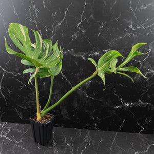 Monstera Deliciosa 'Medusa' (wk42-U118)