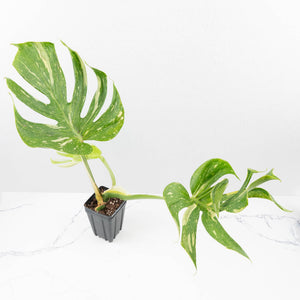 Monstera Deliciosa 'Medusa' (wk35-U118)