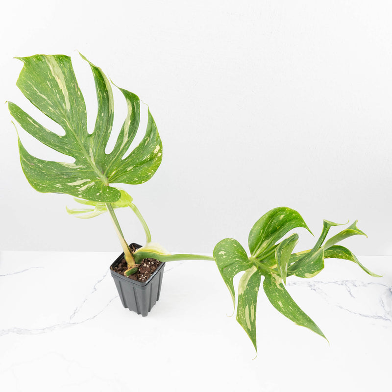 Monstera Deliciosa 'Medusa' (wk35-U118)