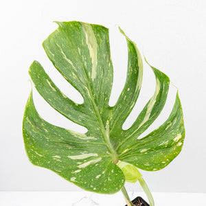 Monstera Deliciosa 'Medusa' (wk35-U118)