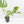 Monstera Deliciosa 'Medusa' (wk35-U118)