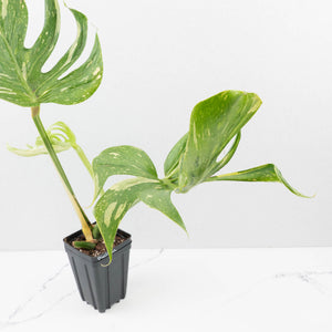 Monstera Deliciosa 'Medusa' (wk35-U118)