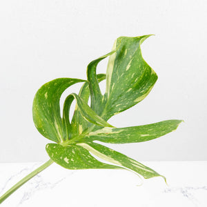 Monstera Deliciosa 'Medusa' (wk35-U118)