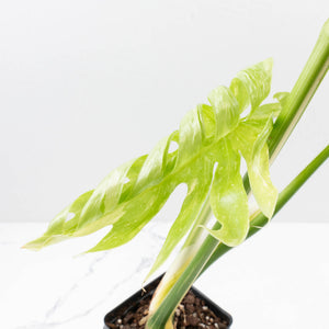 Monstera Deliciosa 'Medusa' (wk35-U118)