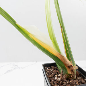 Monstera Deliciosa 'Medusa' (wk35-U118)