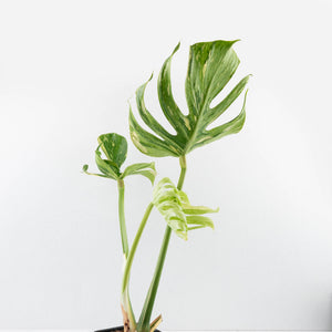 Monstera Deliciosa 'Medusa' (wk35-U118)