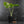 Monstera Deliciosa 'Medusa' (wk42-U119)