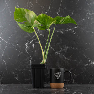Monstera Deliciosa 'Medusa' (wk42-U119)