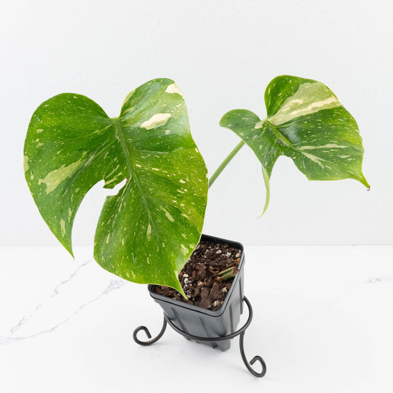 Monstera Deliciosa 'Medusa' (wk35-U119)