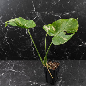 Monstera Deliciosa 'Medusa' (wk42-U119)