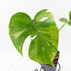 Monstera Deliciosa 'Medusa' (wk35-U119)