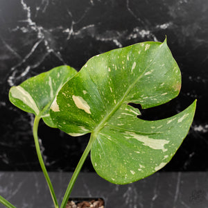 Monstera Deliciosa 'Medusa' (wk42-U119)