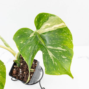 Monstera Deliciosa 'Medusa' (wk35-U119)