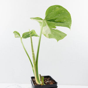Monstera Deliciosa 'Medusa' (wk35-U119)