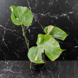 Monstera Deliciosa 'Medusa' (wk42-U119)