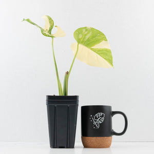 Monstera Deliciosa 'Medusa' (wk35-U120)
