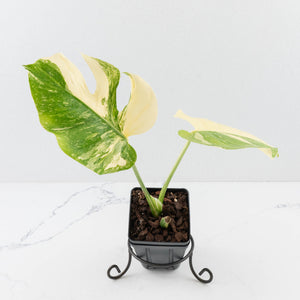 Monstera Deliciosa 'Medusa' (wk35-U120)