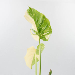 Monstera Deliciosa 'Medusa' (wk35-U120)