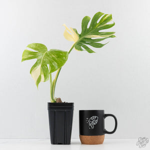 Monstera Deliciosa 'Medusa' (wk40-U159)