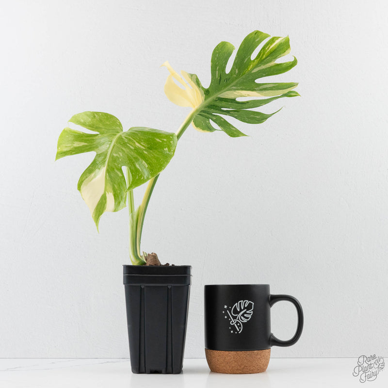 Monstera Deliciosa 'Medusa' (wk40-U159)