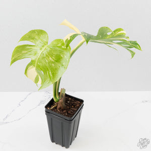 Monstera Deliciosa 'Medusa' (wk40-U159)