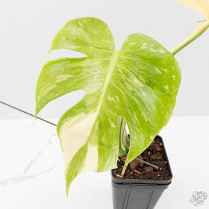 Monstera Deliciosa 'Medusa' (wk40-U159)